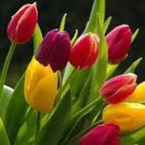 Meet your Posher, Sandy